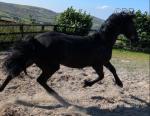 Friesian Yearling Colt