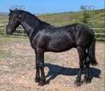 Friesian Yearling Colt