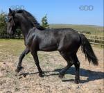 Friesian Yearling Colt
