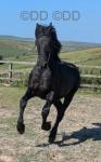 Friesian Yearling Colt