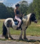Bow, 13.1hh Riding Mare