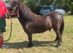 Dragon Freddo, Shetland 2 Year Old Gelding