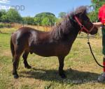 Dragon Freddo, Shetland 2 Year Old Gelding