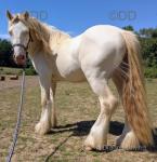 Prince, Colt