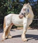 Prince, Colt