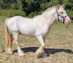Prince, Colt