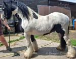 14hh Stallion