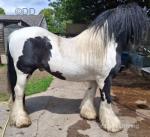 14hh Stallion