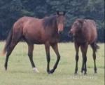 Thoroughbred Colt 