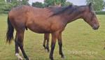 Thoroughbred Colt 