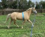 Rambo, 15hh Gelding 