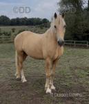 Rambo, 15hh Gelding 
