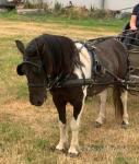 11.2hh New Forest x Driving Gelding 