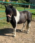 11.2hh New Forest x Driving Gelding 