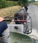 11.2hh New Forest x Driving Gelding 