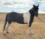 11.2hh New Forest x Driving Gelding 