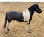 11.2hh New Forest x Driving Gelding 