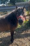 Ride and Drive Shetland Mare
