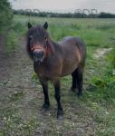 Ride and Drive Shetland Mare