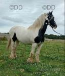 Dolly, 15.2hh Riding Mare