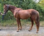 Geoffrey, 3 Year Old Colt 