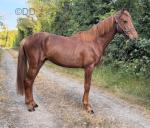Geoffrey, 3 Year Old Colt 