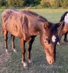 Yearling Colt