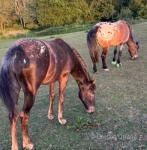 Yearling Colt