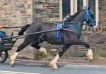 Cody, 14.2hh Gelding