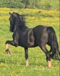 Cody, 14.2hh Gelding