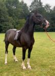 Cody, 14.2hh Gelding