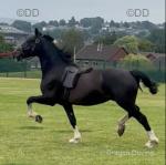 Cody, 14.2hh Gelding