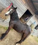 Jet, Yearling Colt