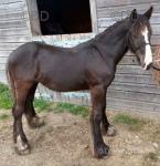 Jet, Yearling Colt