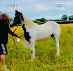 Yearling Filly
