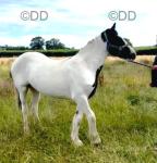 Yearling Filly