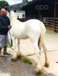 Yearling Filly