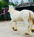 Yearling Filly