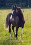 Yearling Welsh Section D Filly 