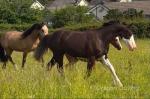 Yearling Welsh Section D Filly 