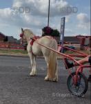 Angel, Ride & Drive Filly