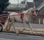 Angel, Ride & Drive Filly