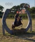 Harry, 13.2hh Welsh Section C Riding Gelding