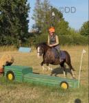 Harry, 13.2hh Welsh Section C Riding Gelding