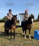 Harry, 13.2hh Welsh Section C Riding Gelding