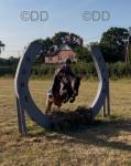 Ben, 13.2hh New Forest Riding Gelding