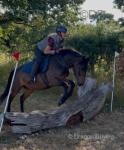Ben, 13.2hh New Forest Riding Gelding