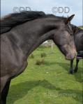 Snowflake Appaloosa, 2 Year Old Gelding