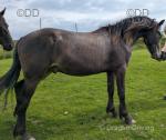 Snowflake Appaloosa, 2 Year Old Gelding