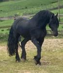 Snowflake Appaloosa, 2 Year Old Gelding